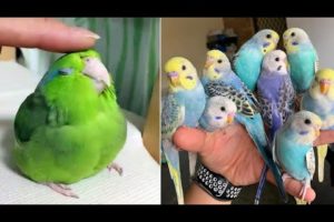 Baby Animals 🔴 Funny Parrots and Cute Birds Compilation (2022) Loros Adorables Recopilación #4