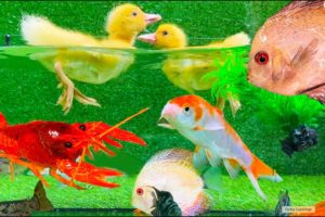 Baby Duck Ducklings, Crayfish, Koi Fish - cute baby animals videos