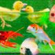 Baby Duck Ducklings, Crayfish, Koi Fish - cute baby animals videos