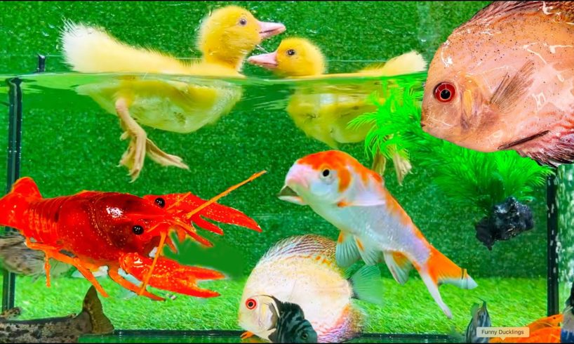 Baby Duck Ducklings, Crayfish, Koi Fish - cute baby animals videos