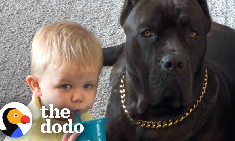 Baby Grows Up With His 125-Pound Dog | The Dodo Soulmates