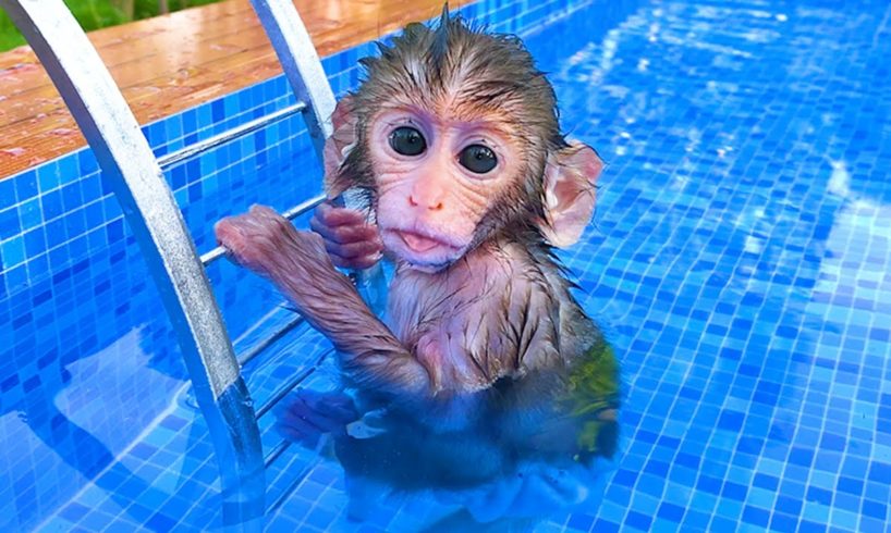 Baby Monkey Bon Bon Drives To The Pool And Opens Surprise Eggs With Puppies