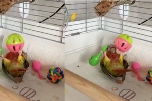 Baby lovebird Playing With Toys Baby Animals 🔴 Funny Parrots ❤️ #shorts #Youtubeshorts #loveBirds