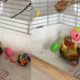 Baby lovebird Playing With Toys Baby Animals 🔴 Funny Parrots ❤️ #shorts #Youtubeshorts #loveBirds