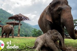 Bebé elefante crea un vínculo increíble después de ser rescatado de horribles condiciones | El Dodo