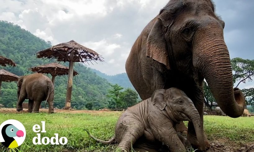 Bebé elefante crea un vínculo increíble después de ser rescatado de horribles condiciones | El Dodo