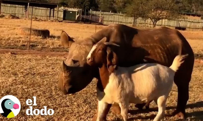 Bebé rinoceronte solitario comienza a luchar con una cabra | El Dodo