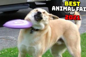 Best Animal Fails of 2021 | Funny Animal Videos | Funniest Animals 2021