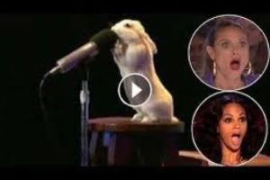 Best Animals Auditions - Animal's got Talent (part-3)