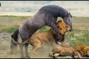 Best Fighting Of Wild Animals Caught On Camera▷▷ Wild Horse, Lion, Buffalo...