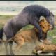 Best Fighting Of Wild Animals Caught On Camera▷▷ Wild Horse, Lion, Buffalo...