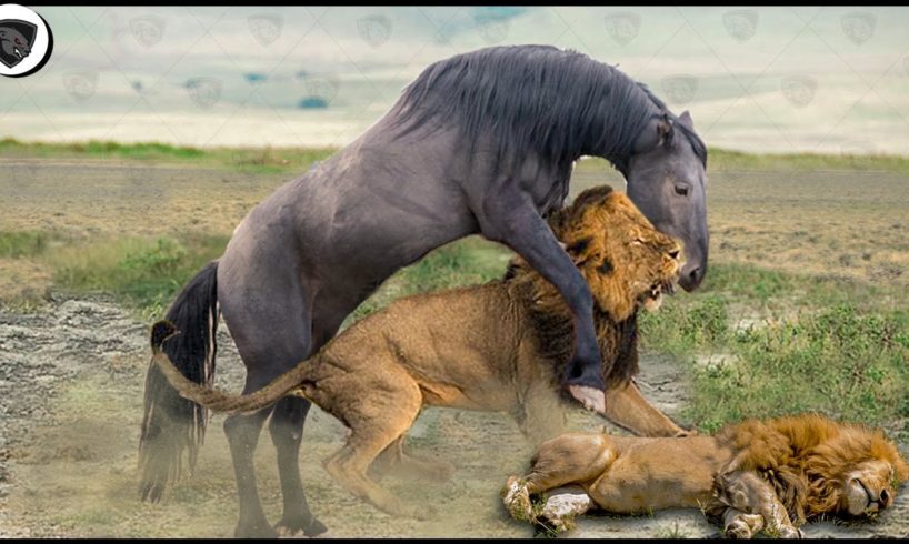 Best Fighting Of Wild Animals Caught On Camera▷▷ Wild Horse, Lion, Buffalo...
