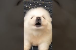 Best funny Animal Videos 2022😂-Funniest Cats and Dogs videos#shorts