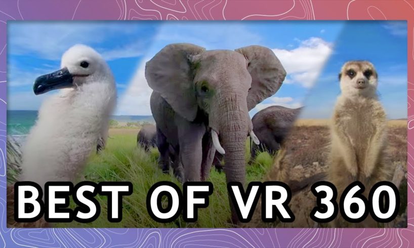 Best of Wild Animals in VR 2021 | Wildlife in 360 VR