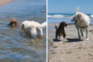 Big dog rescues friend struggling to swim upstream #Shorts