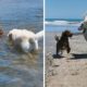 Big dog rescues friend struggling to swim upstream #Shorts