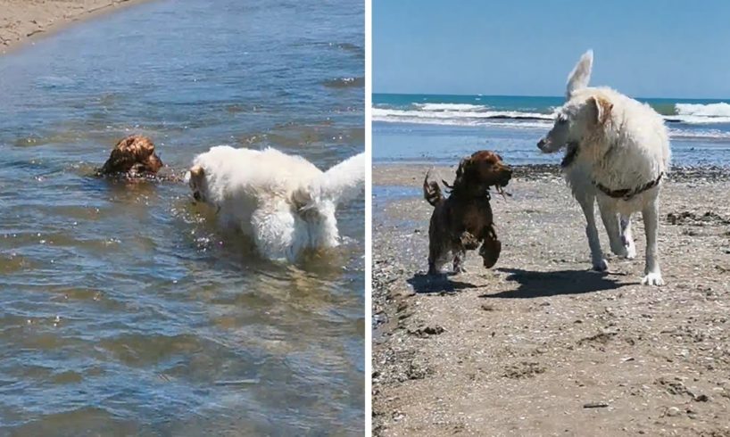 Big dog rescues friend struggling to swim upstream #Shorts
