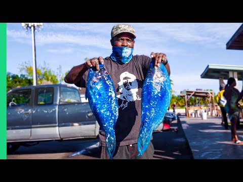 Bizarre Bahamas!! More Unseen EXTREME Seafood!!