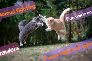 Brawlers. Funny animal fights. Funny voice acting.5м laughter! You haven't seen anything like this!