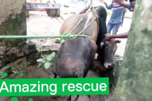 Bull Rescued from Deep Well - Amazing Animal Rescue