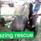 Bull Rescued from Deep Well - Amazing Animal Rescue