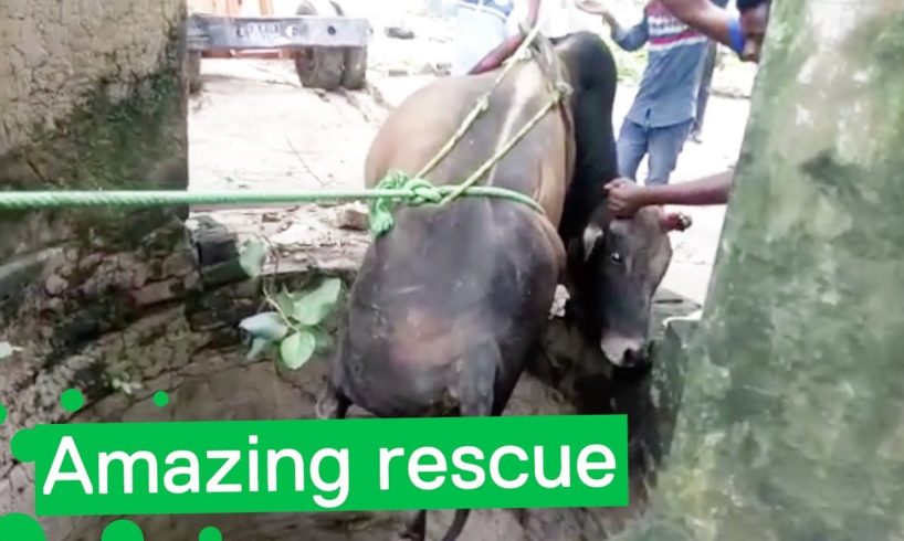 Bull Rescued from Deep Well - Amazing Animal Rescue