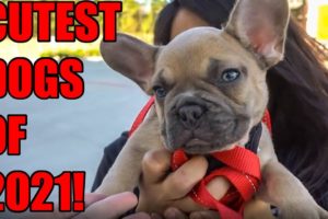 CUTEST DOGS of 2021 Compilation! (CAR SHOW PUPPIES and OTHER PETS!)