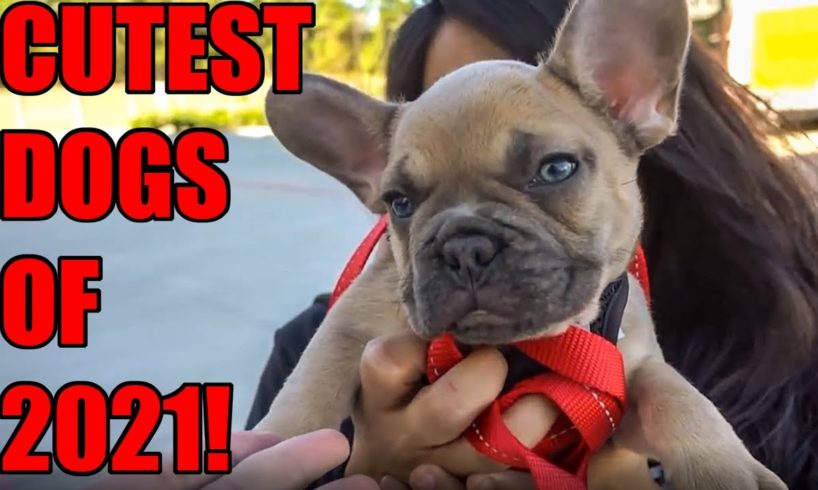 CUTEST DOGS of 2021 Compilation! (CAR SHOW PUPPIES and OTHER PETS!)