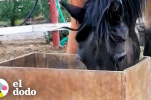 Caballo mayor rescatado ama comerse la comida de los otros caballos | Fe Restaurada | El Dodo