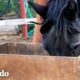Caballo mayor rescatado ama comerse la comida de los otros caballos | Fe Restaurada | El Dodo