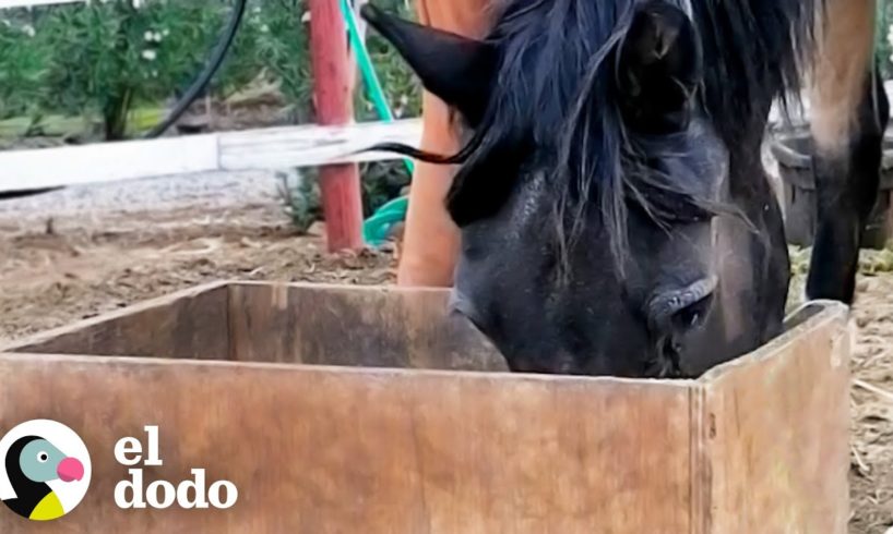 Caballo mayor rescatado ama comerse la comida de los otros caballos | Fe Restaurada | El Dodo