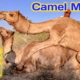 Camel Mating|Camel productions|Rare Video Of Camel|تزاوج الجمل|Placenta animals|Camel By Camel|