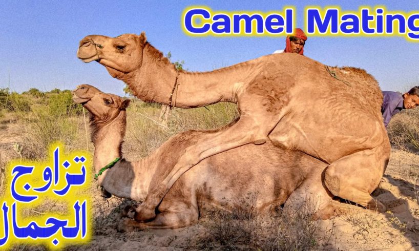 Camel Mating|Camel productions|Rare Video Of Camel|تزاوج الجمل|Placenta animals|Camel By Camel|
