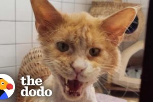 Cat Has A Transformation Of A Lifetime And Couldn't Be More Grateful | The Dodo Foster Diaries