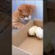 Cat Playing With Hean Baby #cat #catplaying #shorts