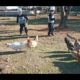 Children play with animals:Two boys playing with chickens😍😍🤣🤣