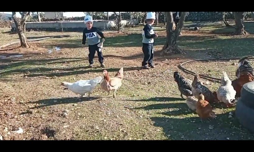 Children play with animals:Two boys playing with chickens😍😍🤣🤣