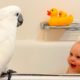 Cockatoo And Baby Boy Are Instant Best Friends | The Dodo