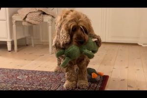 Cockerspaniel playing with his stuffed animals before bedtime