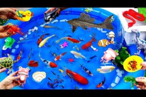 Collection of Cute Animals, Sea Animals, Whale, Shark, Goldfish, Frog, Turtle, Snake,Shrimp,Stingray