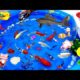 Collection of Cute Animals, Sea Animals, Whale, Shark, Goldfish, Frog, Turtle, Snake,Shrimp,Stingray