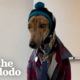 Couples Gives Rescued Racing Greyhound The Best Retirement Ever | The Dodo