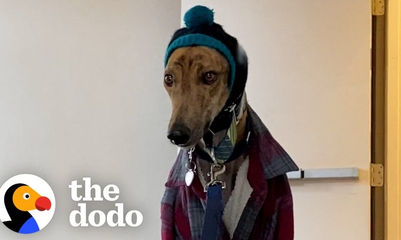 Couples Gives Rescued Racing Greyhound The Best Retirement Ever | The Dodo