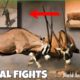 Craziest Animal Fights in animal Kingdom