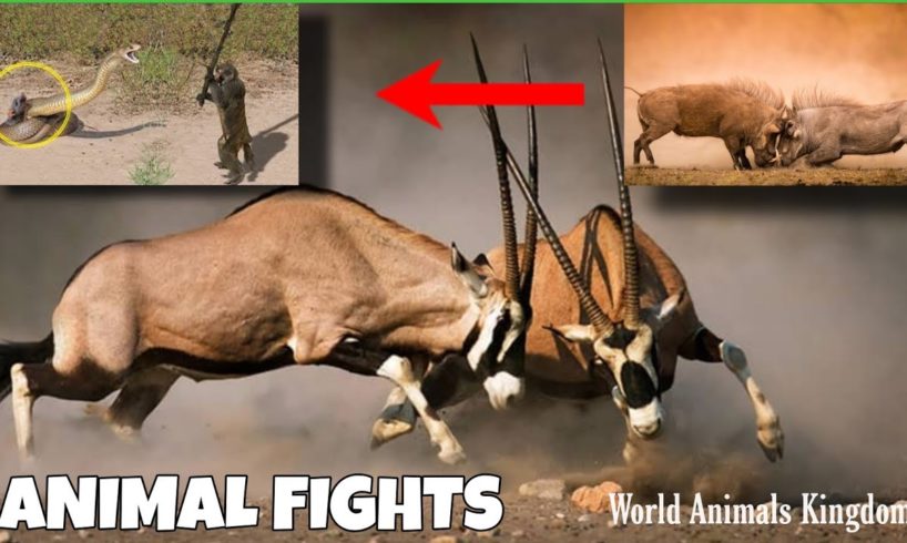 Craziest Animal Fights in animal Kingdom