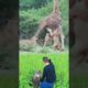 Crazy Hunting, Fight Moments Of Wild Animals#Animal Fight#Wildlife#animals #shorts 16