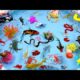 Cute Animal Videos, Goldfish, Carp, Crocodile, Turtle, Crab, Snake, Octopus, Dolphin, Duck, Shrimp