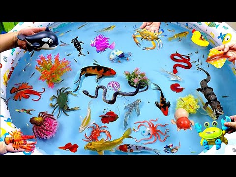 Cute Animal Videos, Goldfish, Carp, Crocodile, Turtle, Crab, Snake, Octopus, Dolphin, Duck, Shrimp
