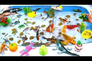 Cute Animals, Duckling, Ping Pong Fish, Hammerhead Shark, Green Frog, Yellow Carp, Guppies, Snakes