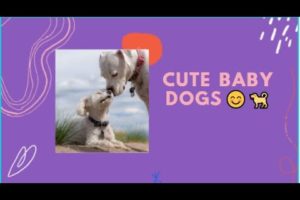 Cute Baby Dogs 😍 Cutest Puppies | Funny Dog Videos Compilation